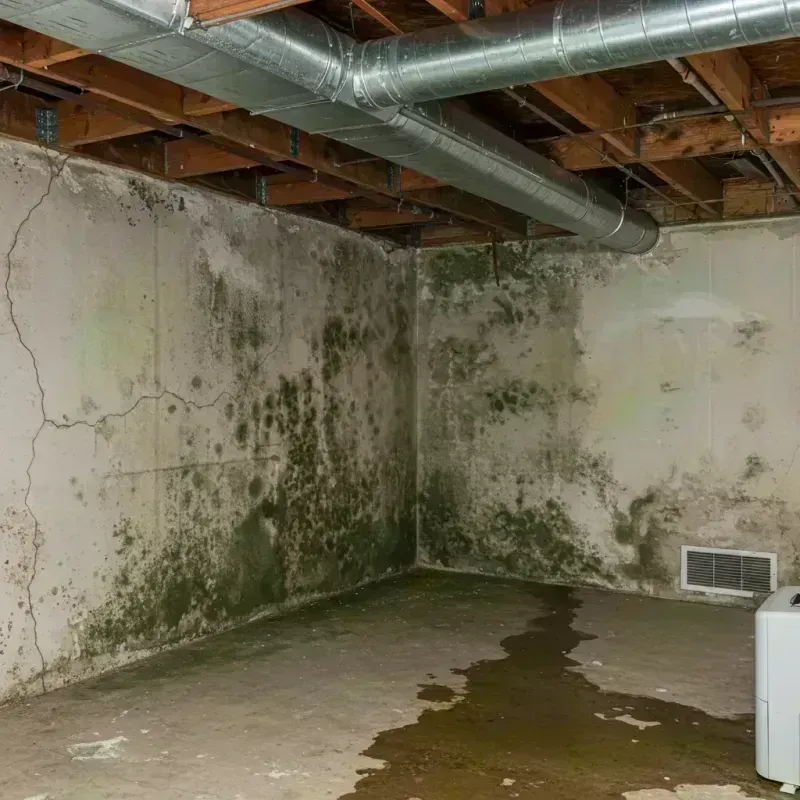 Professional Mold Removal in Key Center, WA